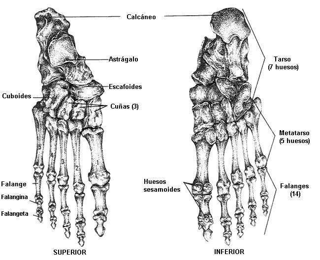 Huesos de los pies nombres - Imagui