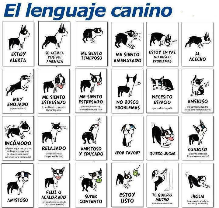 El lenguaje canino - No al maltrato animal