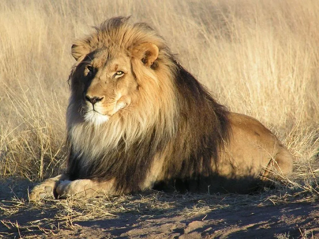 Un león abraza a la persona que le salvó la vida | Cuidar de tu ...