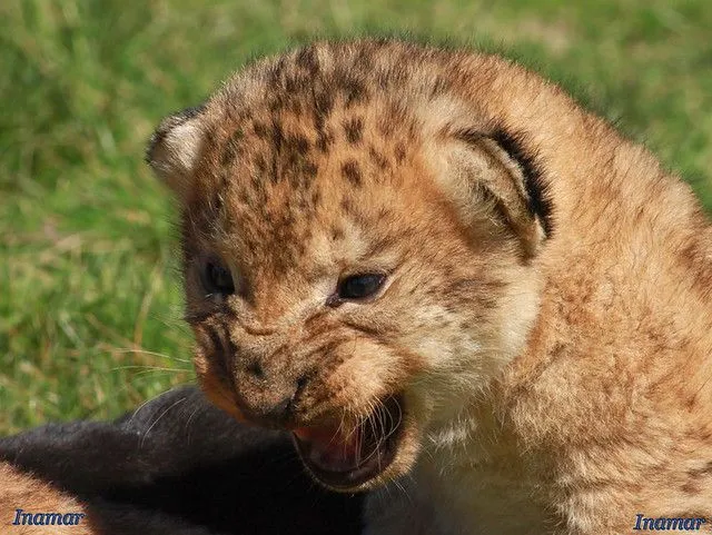 leon bebé -Lion Bébé | Flickr - Photo Sharing!