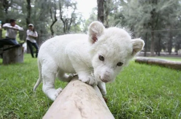 León blanco centro de atención en zoológico de México | Cubadebate