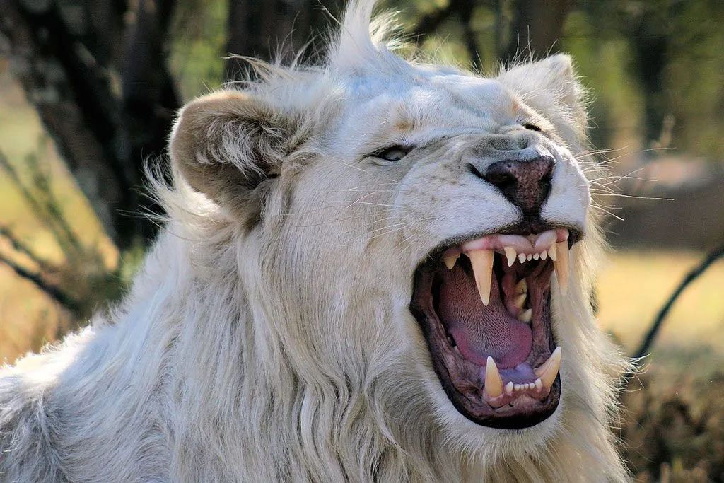 León blanco ~ Naturaleza Insólita