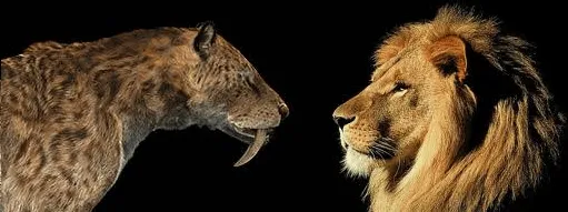 León cavernario americano vs Dientes de sable. | Animales ...