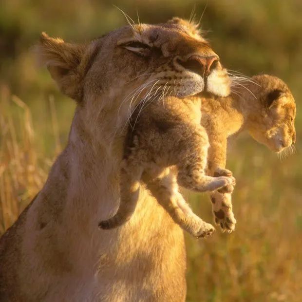 El León Se Come a la Gacela/Cebra” o La Falacia de la Ley Natural ...