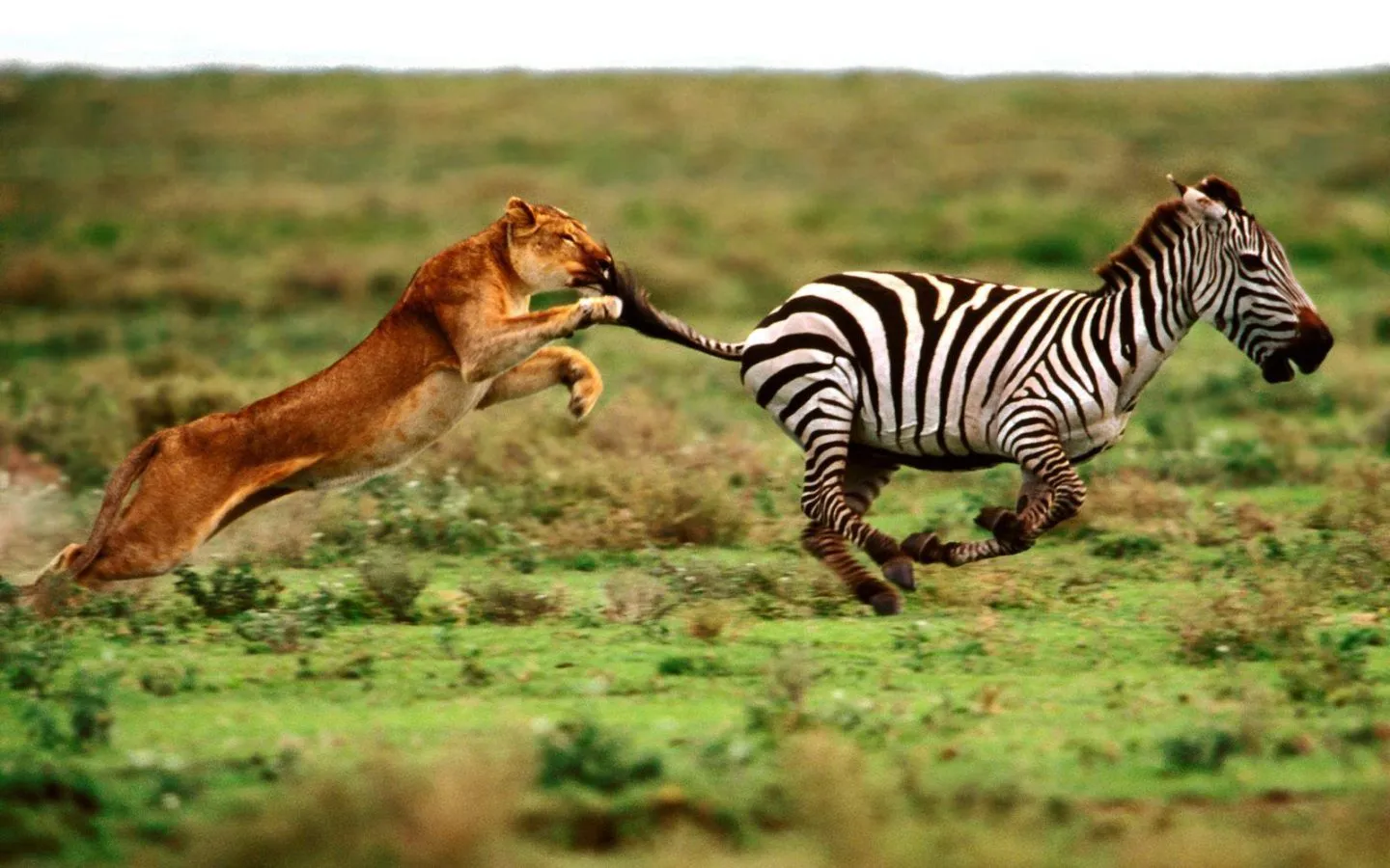 León corriendo tras una cebra - 1440x900 :: Fondos de pantalla y ...