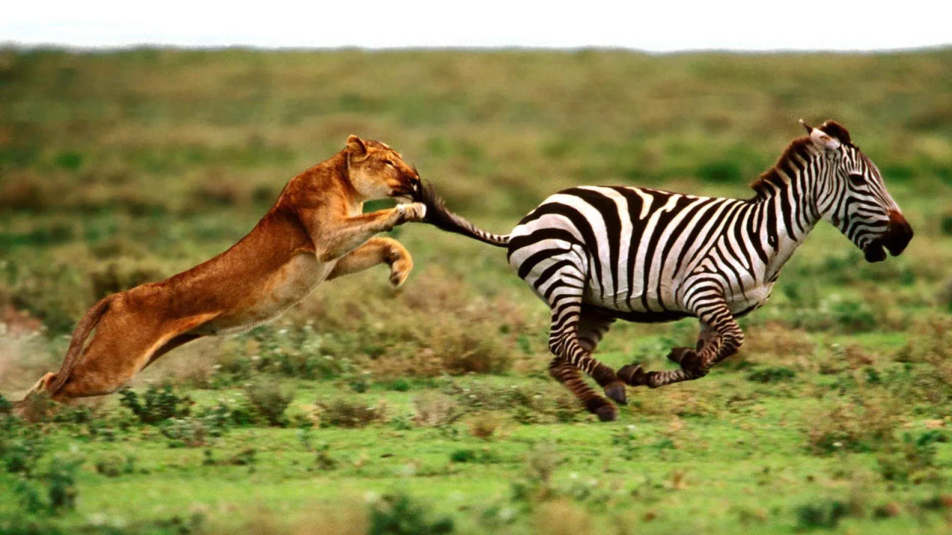 León corriendo tras una cebra - 1920x1080 :: Fondos de pantalla y ...