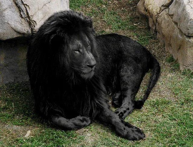 Un león negro - Taringa!