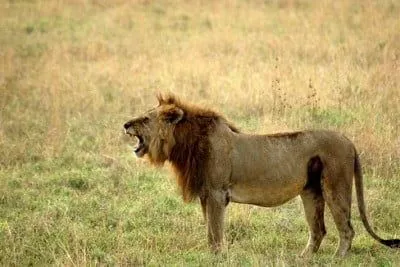 El león, el rey del safari