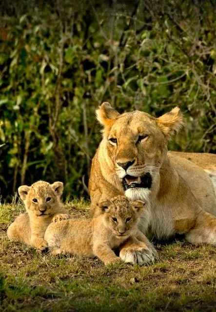 Leona con sus cachorros en Masaai Mara, Kenya | Flickr - Photo ...