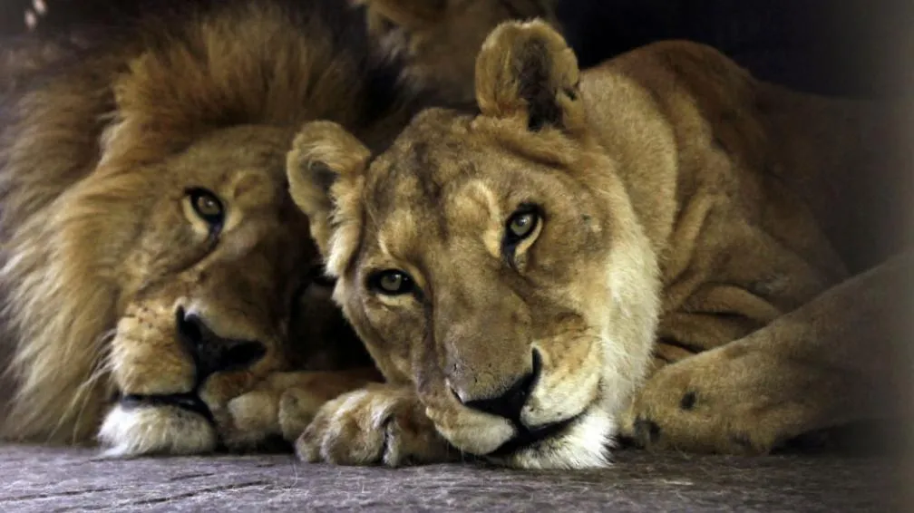 Leona de un circo argentino conquistó a un león paraguayo | La Voz ...