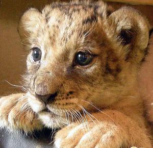 Mis leoncitos ANIMALADAS//