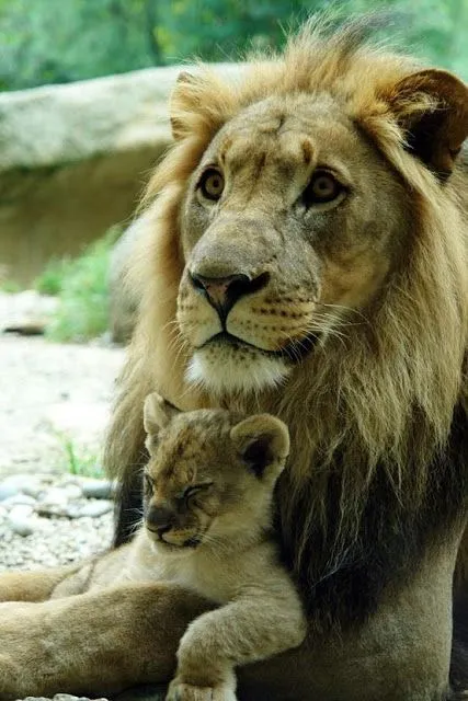 Leoncitos bebés - Imagui