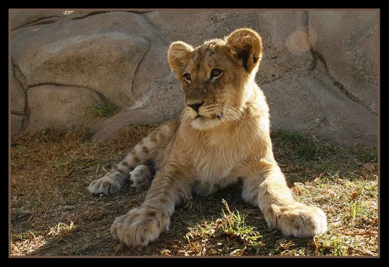 reportaje] Sudáfrica: leones (y leoncitos!), jirafas......