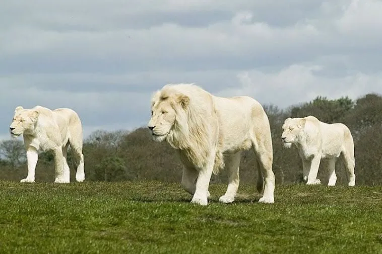 Todo Sobre Leones