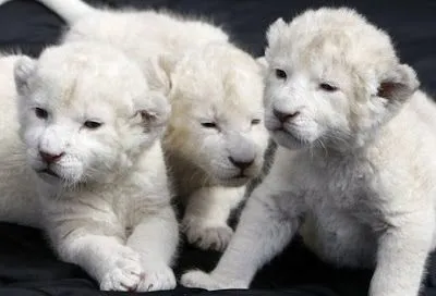 Leones albinos