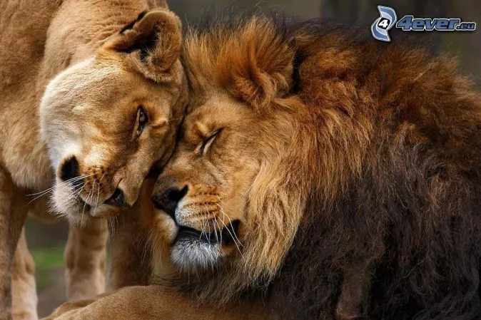 leones,-amor-168008.jpg