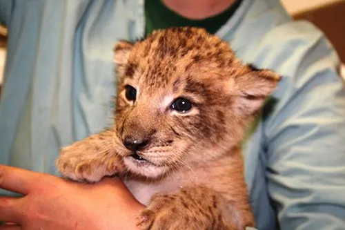 Leones Bebes Tiernos