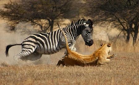 Leones cazando una jirafa | Animales en Video