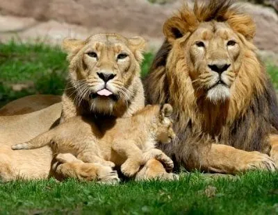 Todo sobre los leones - Toda la información | El BatiBlog ...