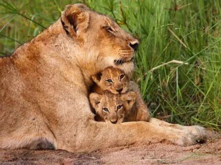 LEONES EN PELIGRO DE EXTINCIÓN Y VIDEO CON KEVIN RICHARDSON ...