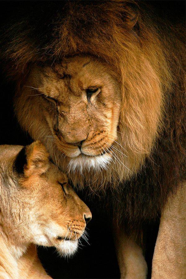 LEONES EN PELIGRO DE EXTINCIÓN Y VIDEO CON KEVIN RICHARDSON ...