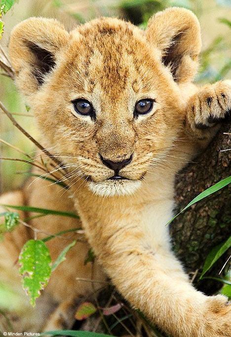 LEONES EN PELIGRO DE EXTINCIÓN Y VIDEO CON KEVIN RICHARDSON ...