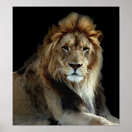 Leones salvajes del parque animal póster | Zazzle