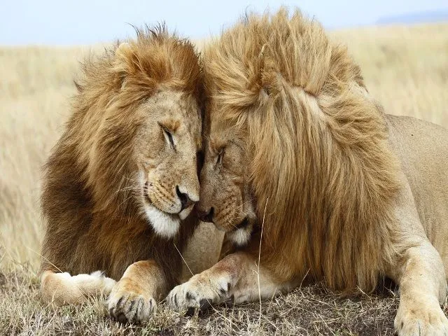 Leones tiernos - Imagui