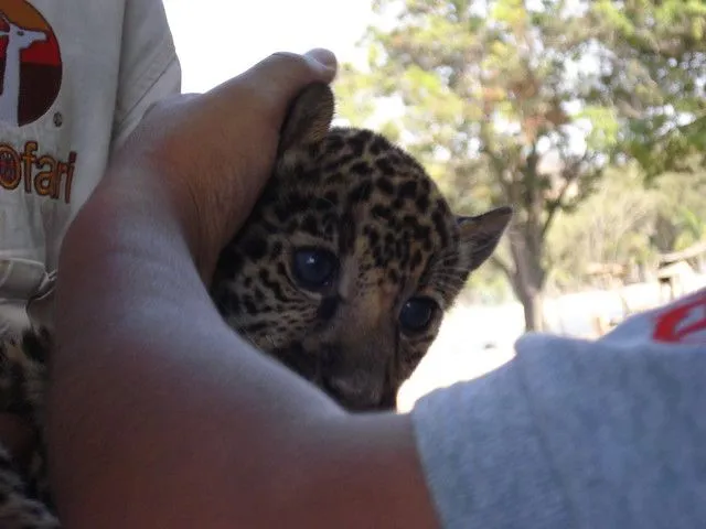 Leopardo bebé | Flickr - Photo Sharing!