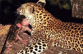 Leopardo cuidando el bebé de un mono « Rincón de un escritor