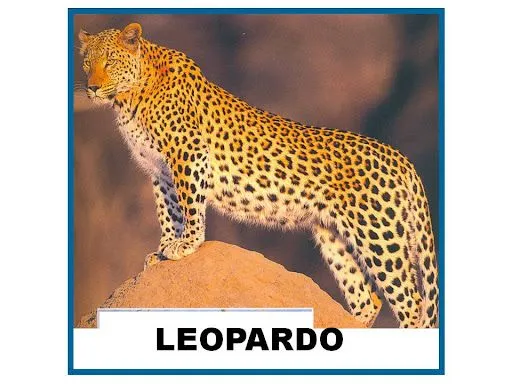 LEOPARDO – FICHAS PARA NIÑOS