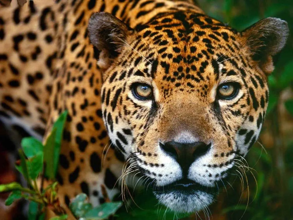 El Leopardo | El Mundo Salvaje