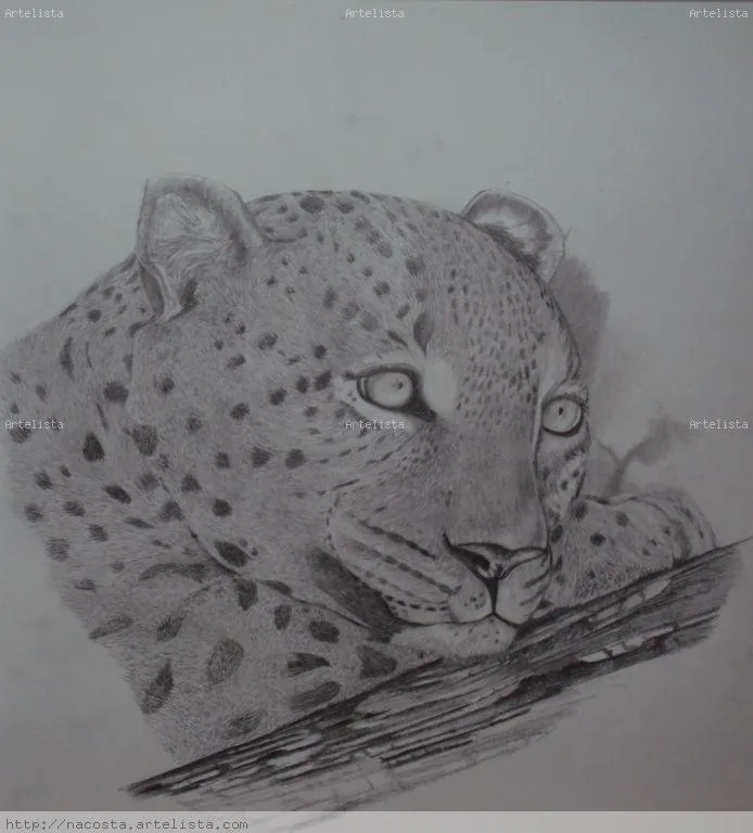 leopardo nancy acosta - Artelista.