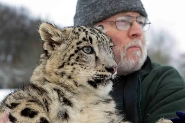 Leopardo De Las Nieves.