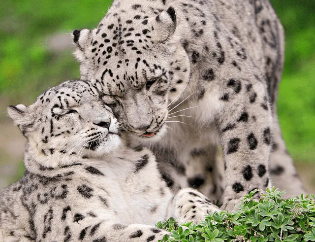 Leopardo de las Nieves - Wiki Reino Animalia