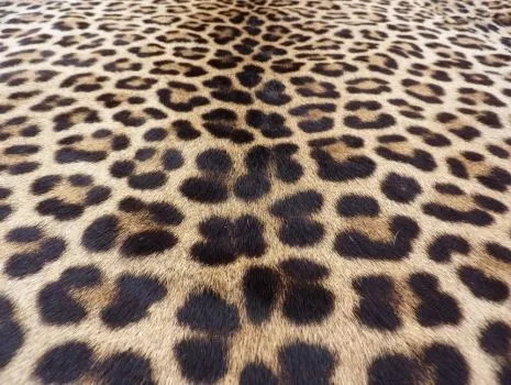 Leopardo piel - Imagui