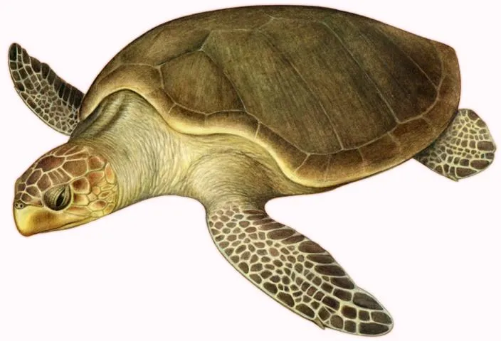 Lepidochelys+olivacea+portada.jpg