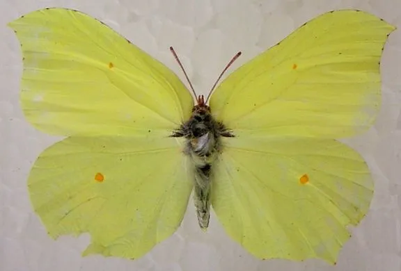 Lepidópteros; Lepidoptera