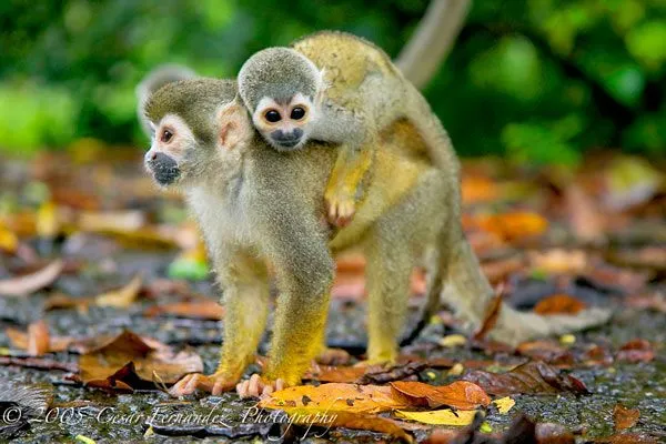 En Leticia está la isla de Los Micos La Crónica del Quindío ...