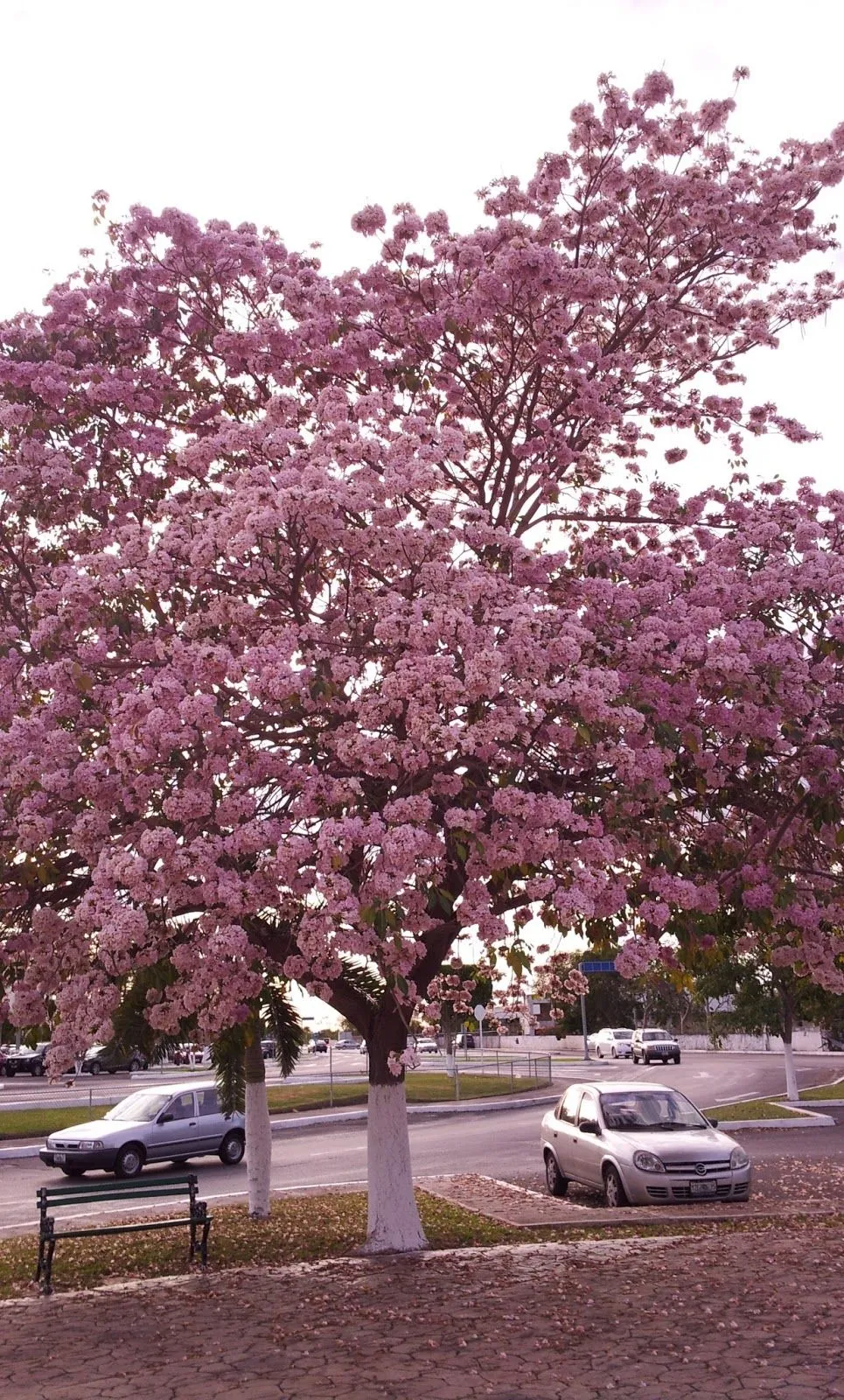 Letranías: Maculí en flor