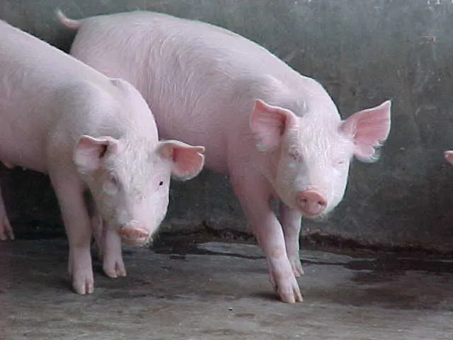 levante, cria y comercializacion de porcinos: cria, levante y ...