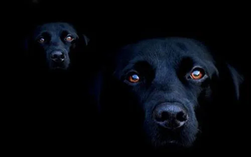 La leyenda de los perros negros