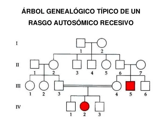 Leyes de Mendel y árbol genealógico
