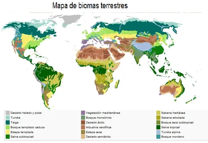 LEYESNATURALES - EL TRANSITO DE ENERGÍA EN LOS ECOSISTEMAS