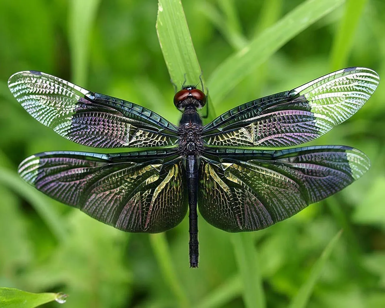 Libélula negra - 1280x1024 :: Fondos de pantalla y wallpapers