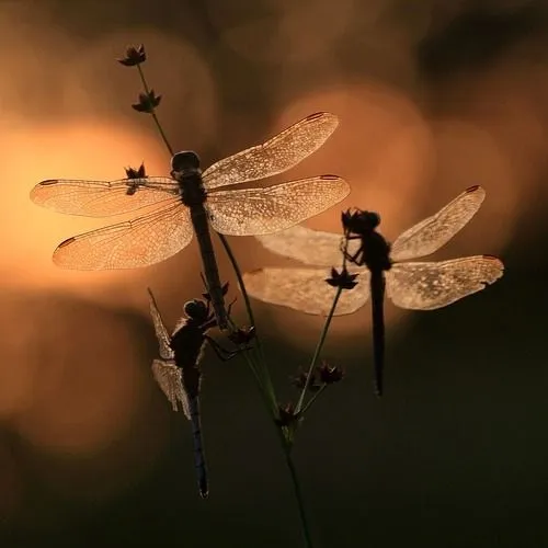 Dragonfly nails - libélulas [ My nails 101 ] - Fashion FaB NeWs