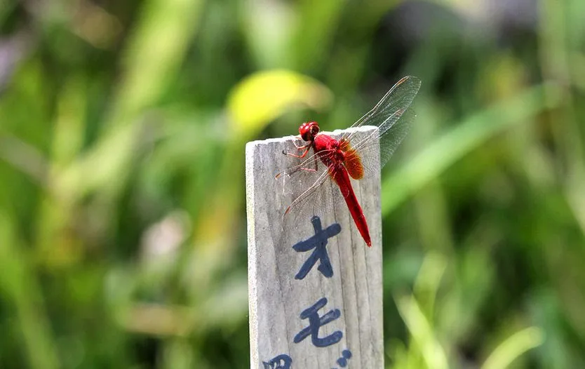 Libélulas de colores - Dragonflies - 蜻蜓 - λιβελλούλες | Banco de ...