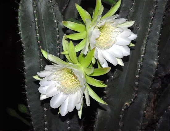 Libertad de Expresión Yucatán: Flores de cactus en la Avenida ...