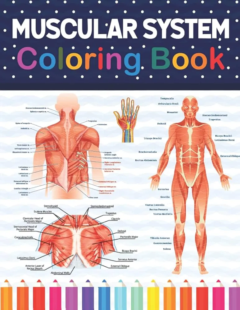 Libro para colorear del sistema muscular: divertido y fácil para colorear  del sistema muscular humano. Aprende el sistema muscular humano con ... para  colorear anatomía para niños y adultos. : Publication, Sarmayniacell: