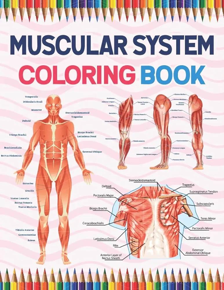 Libro para colorear del sistema muscular: libro para colorear del sistema  muscular para niños. Páginas para colorear del sistema muscular humano para  ... para niños, niñas, adolescentes y niños. : Publication, Sarmayniacell: